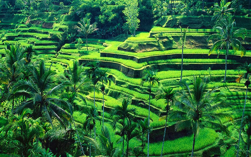 Tegalalang Ubud